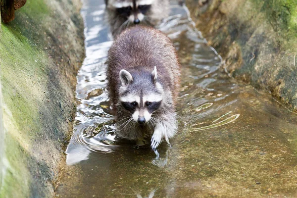 Retrato Racoon Uma Cena Natureza — Fotografia de Stock