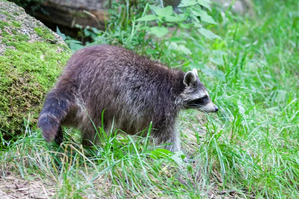 Retrato Racoon Uma Cena Natureza — Fotografia de Stock