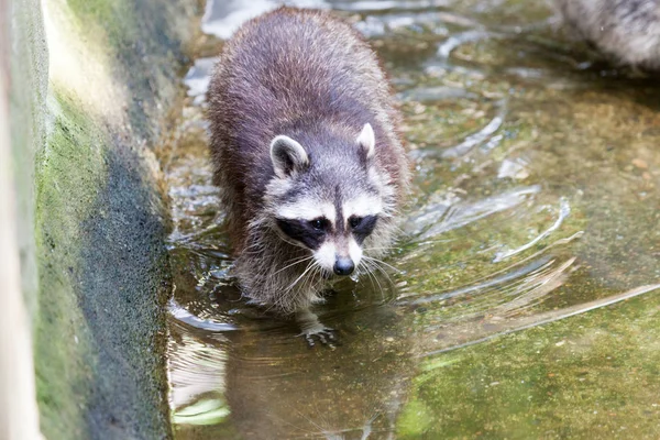 Retrato Racoon Uma Cena Natureza — Fotografia de Stock