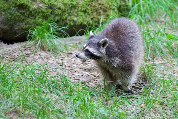 Retrato Racoon Uma Cena Natureza — Fotografia de Stock