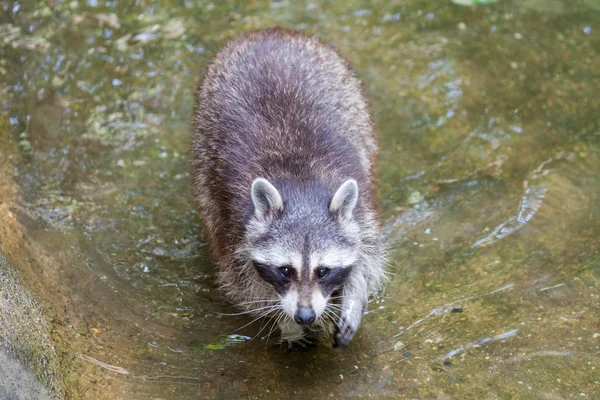 Retrato Racoon Uma Cena Natureza — Fotografia de Stock