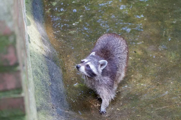 Retrato Racoon Uma Cena Natureza — Fotografia de Stock