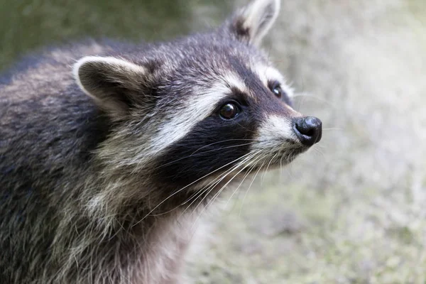 Portrait Raton Laveur Dans Une Scène Nature — Photo