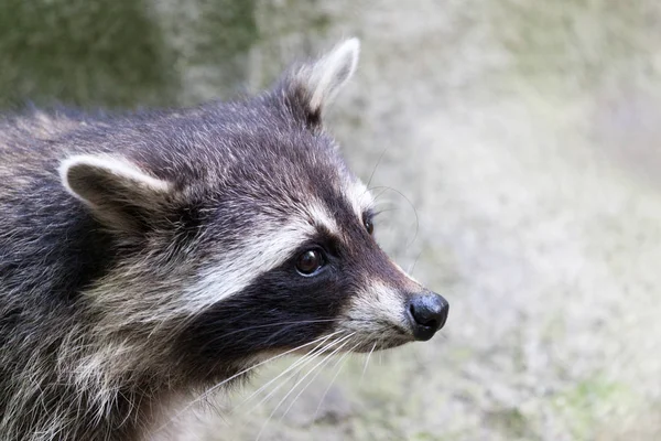 Retrato Racoon Uma Cena Natureza — Fotografia de Stock