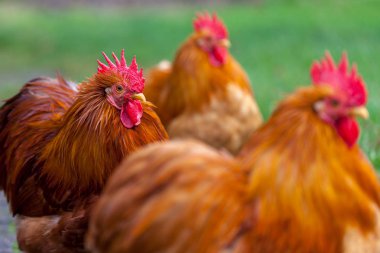 yeşil zemin üzerine bir Alman horoz portre