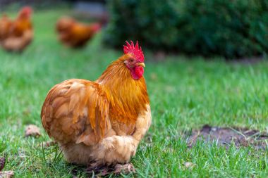 yeşil zemin üzerine bir Alman horoz portre