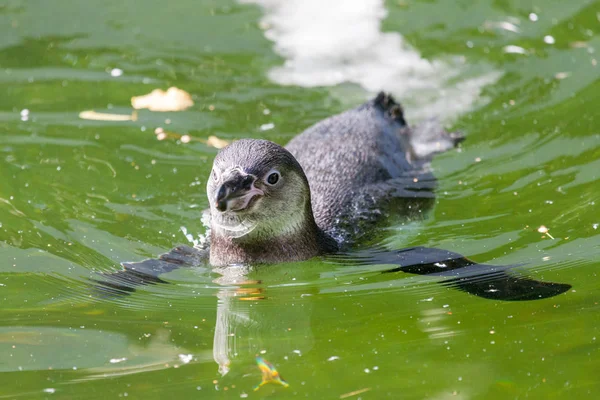 a little penguin swims in a lake