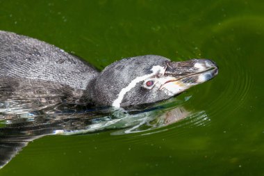 küçük bir penguen bir gölde yüzüyor