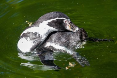 küçük bir penguen bir gölde yüzüyor