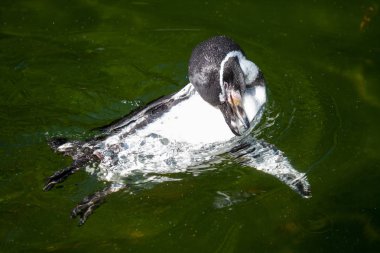 küçük bir penguen bir gölde yüzüyor