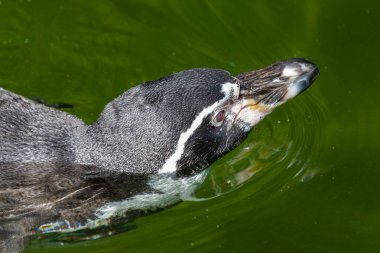 küçük bir penguen bir gölde yüzüyor