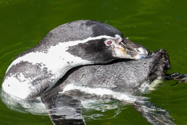 Liten Pingvin Simmar Sjö — Stockfoto