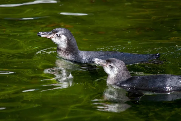 Een Kleine Pinguïn Zwemt Een Meer — Stockfoto