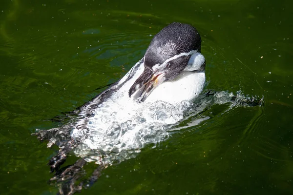 Petit Pingouin Nage Dans Lac — Photo