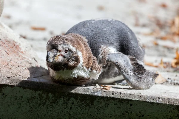 Een Baby Pinguïn Ligt Buurt Van Een Meer — Stockfoto