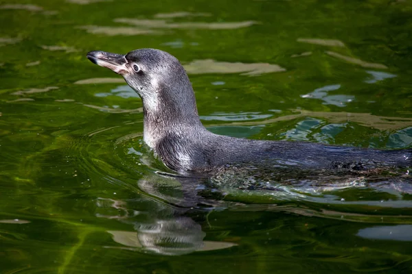 Een Kleine Pinguïn Zwemt Een Meer — Stockfoto