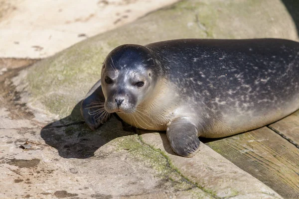 Een Jonge Zeehond Ligt Steen Ondergrondse — Stockfoto