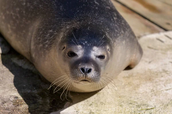 Een Jonge Zeehond Ligt Steen Ondergrondse — Stockfoto