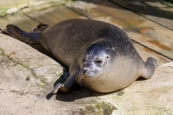 Una Joven Foca Yace Piedra Subterránea —  Fotos de Stock