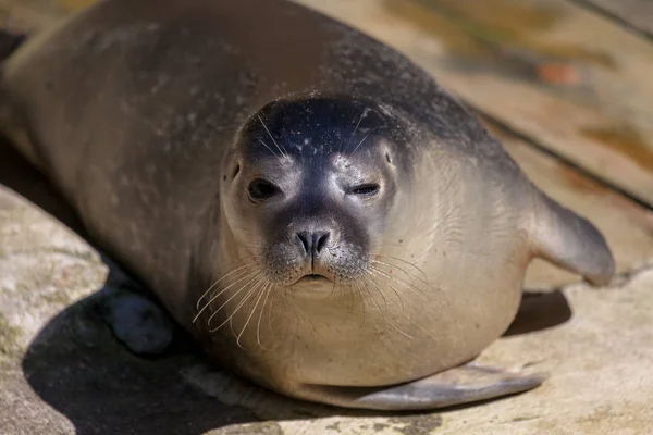 Een Jonge Zeehond Ligt Steen Ondergrondse — Stockfoto