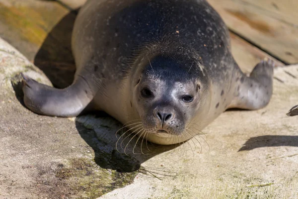 Een Jonge Zeehond Ligt Steen Ondergrondse — Stockfoto