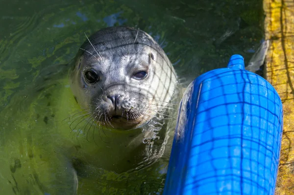 Een Jonge Zeehond Zwemt Een Meer — Stockfoto