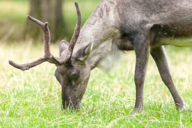 Ren geyiği arama bir çayır yemek