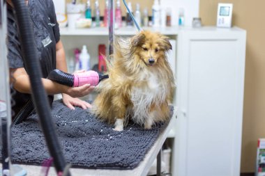 Shetland çoban köpeği köpek salonunda masada oturur
