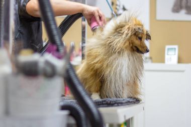 Shetland çoban köpeği köpek salonunda masada oturur