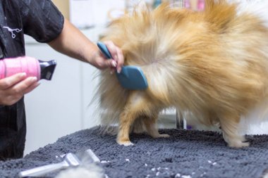 Shetland çoban köpeği köpek salonunda masada oturur