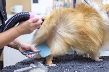 Shetland çoban köpeği köpek salonunda masada oturur