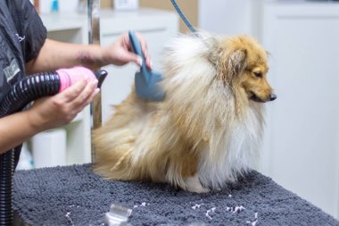 Shetland çoban köpeği köpek salonunda masada oturur