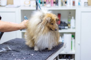 Shetland çoban köpeği köpek salonunda masada oturur