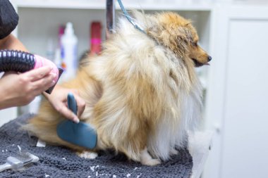 Shetland çoban köpeği köpek salonunda masada oturur