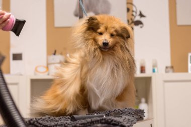 Shetland çoban köpeği köpek salonunda masada oturur