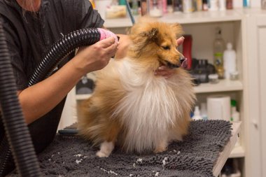 Shetland çoban köpeği köpek salonunda masada oturur