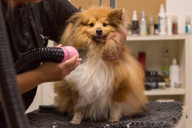 Shetland çoban köpeği köpek salonunda masada oturur