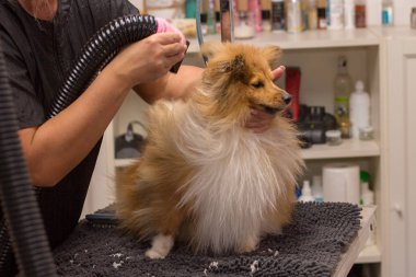 Shetland çoban köpeği köpek salonunda masada oturur