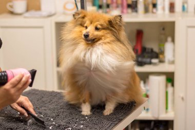Shetland çoban köpeği köpek salonunda masada oturur