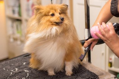 Shetland çoban köpeği köpek salonunda masada oturur