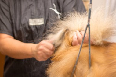 Shetland çoban köpeği köpek salonunda masada oturur