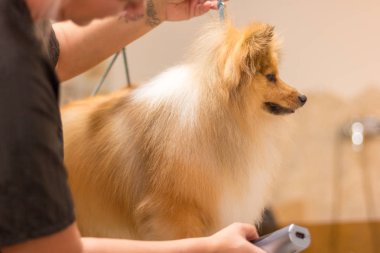 Shetland çoban köpeği köpek salonunda masada oturur