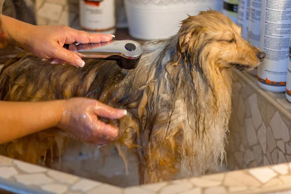 Shetland Sheepdog Prend Une Douche Salon Chien — Photo