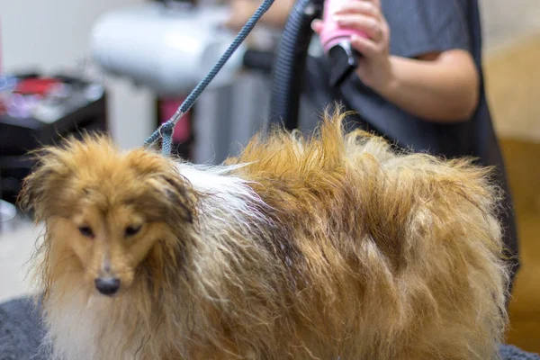 Shetland Sheepdog Sienta Mesa Salón Perros — Foto de Stock