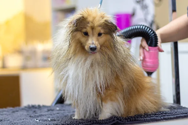 Shetland Sheepdog Est Assis Sur Table Dans Salon Chien — Photo