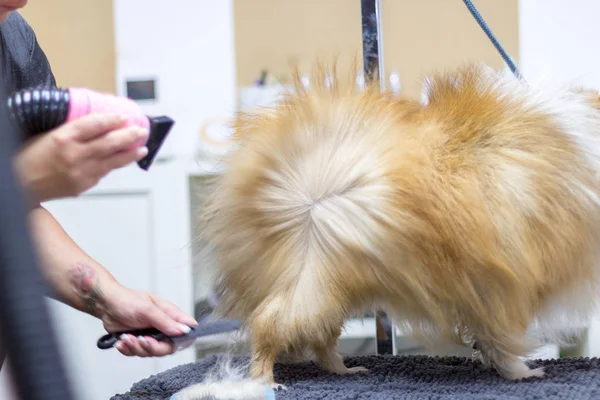 Shetland çoban köpeği köpek salonunda masada oturur