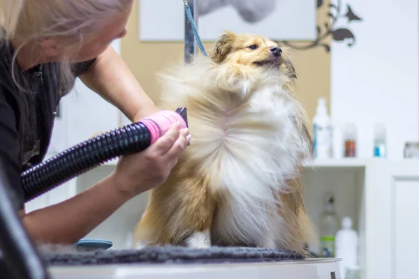 Shetland Sheepdog Est Assis Sur Table Dans Salon Chien — Photo