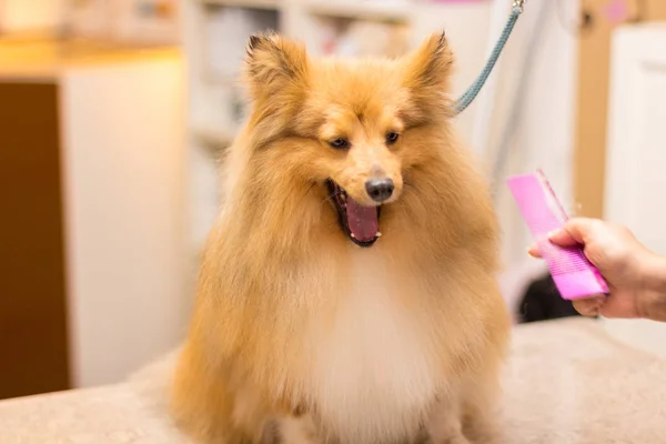 Shetland Sheepdog Est Assis Sur Table Dans Salon Chien — Photo