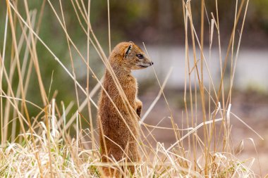 kahverengi bir sansar alana standları