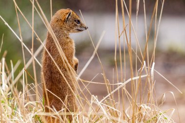 kahverengi bir sansar alana standları